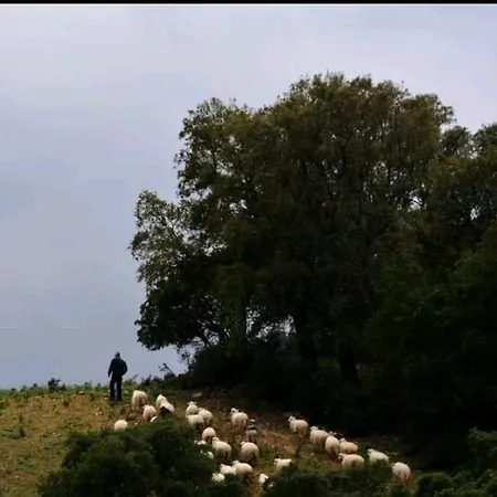 Sa Domu 'eccia Urzulei